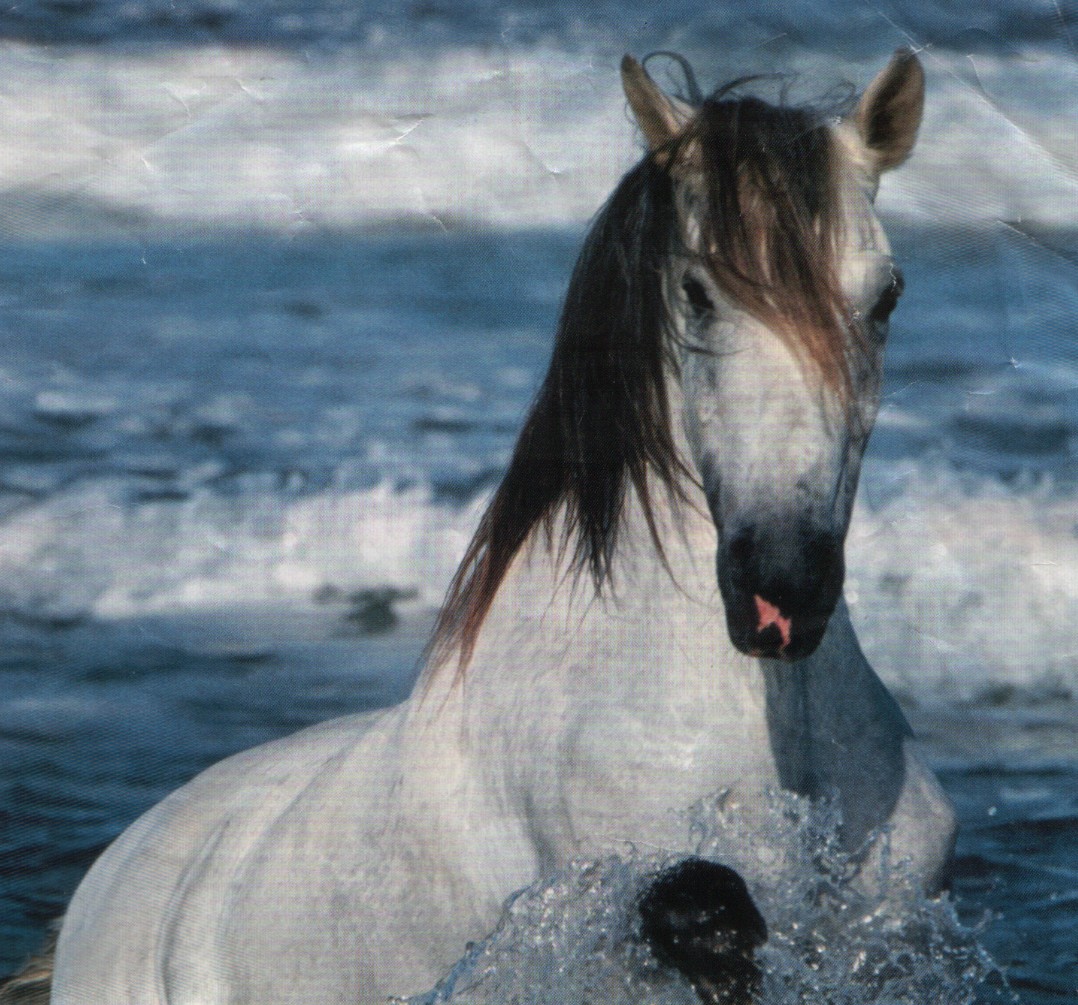 Les Chevaux